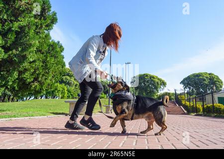 Mittelgroßer schwarzer Pelzhund, der morgens mit seinem Besitzer im Park ein Plastikspielzeug beißt, Kopierraum. Stockfoto