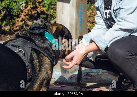 Nahaufnahme eines Mischhundes mit schwarzem Fell, das Wasser aus einer Plastiktüte mit seinem Besitzer in einem Park in Buenos Aires trinkt. Stockfoto