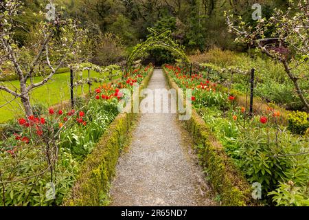 Frühling mit blühenden Tulpen im ummauerten Garten von Glenveagh Castle, Churchill, Co Donegal, Republik Irland. Stockfoto