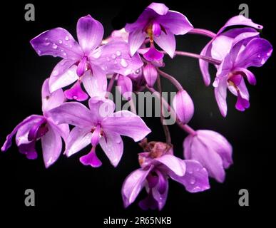 Spathoglottis plicata Calgary Zoo Alberta Stockfoto