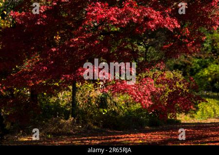 Herbstblätter und Laubblätter Stockfoto