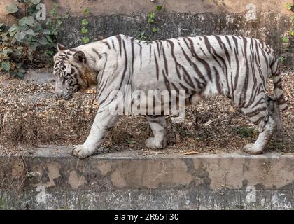 Ein Bild eines weißen Tigers, der auf dem Boden in seinem Gehege in einem Zoo steht Stockfoto