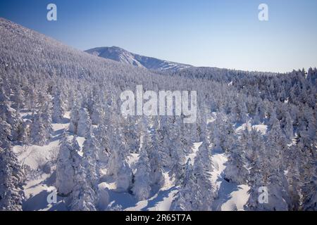 Frostbedeckte Bäume in Zao Stockfoto