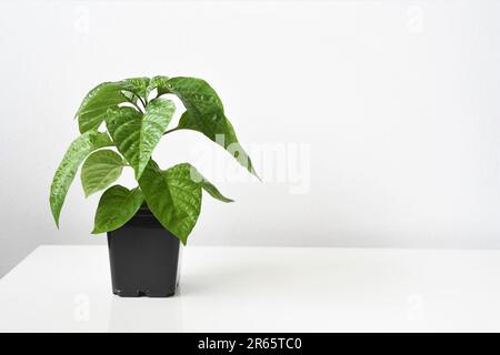 Schokolade Scotch Mütze Pfeffer Pflanze (Capsicum chinense), Chili im Haus angebaut. Grüne Blätter mit schwarzem Topf, isoliert auf weißem Hintergrund. Stockfoto