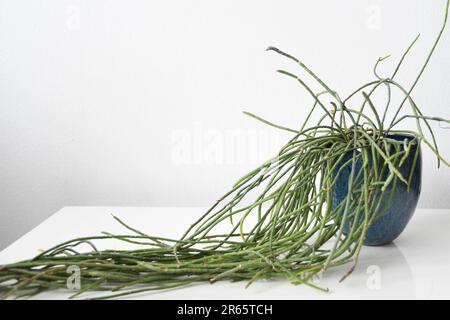 Rhipsalis Heidelberg (Mistelkaktus) Zimmerpflanze mit langem grünem Laub, in einem blauen Keramiktopf. Isoliert auf weißem Hintergrund, mit negativem Raum Stockfoto