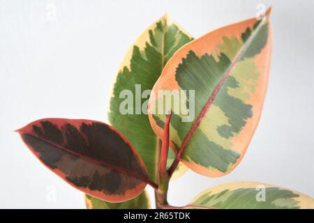Ficus elastica ruby (Gummibaum), isoliert auf weiem Hintergrund.  Rosafarbene, grne und weie Zimmerpflanze. Querformat Stockfotografie -  Alamy