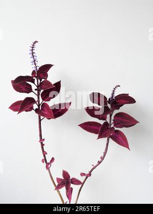 Coleus-Zimmerpflanze, mit lila und rosa Blättern und einer Blume oder Blüte. Isoliert vor weißem Hintergrund. Stockfoto