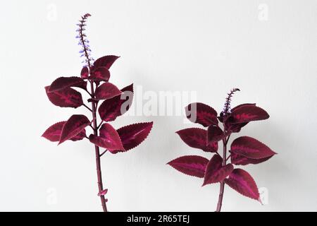 Coleus-Zimmerpflanze, mit lila und rosa Blättern und einer Blume oder Blüte. Isoliert vor weißem Hintergrund. Stockfoto