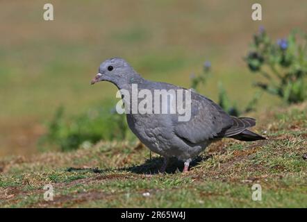 Stock Dove (Columba oenas) Jungtiere auf der Grasbank Eccles-on-Sea, Norfolk, Großbritannien. Juni Stockfoto