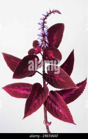 Coleus-Zimmerpflanze, mit lila und rosa Blättern und einer Blume oder Blüte. Isoliert vor weißem Hintergrund. Stockfoto