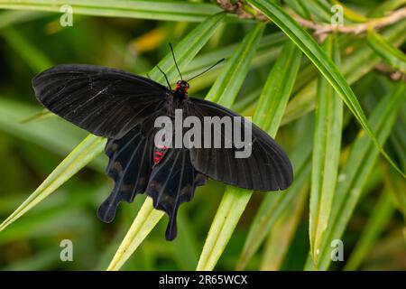 Der rosafarbene Schmetterling - Pachliopta kotzebuea, wunderschöner großer, bunter Schwalbenschwanz-Schmetterling von Wiesen und Wäldern der Philippinen. Stockfoto