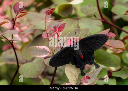 Der rosafarbene Schmetterling - Pachliopta kotzebuea, wunderschöner großer, bunter Schwalbenschwanz-Schmetterling von Wiesen und Wäldern der Philippinen. Stockfoto