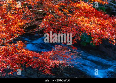 Yoro Valley im Herbstlaub Stockfoto