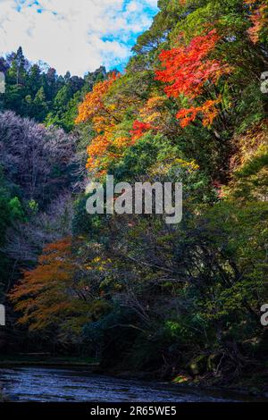 Yoro Valley im Herbstlaub Stockfoto