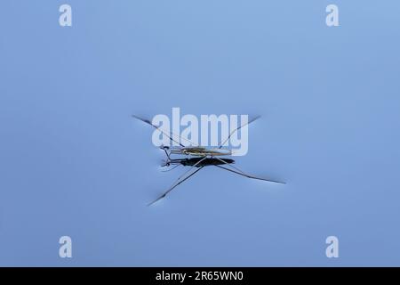 Wasserläufer (Gerridae-Arten) auf der Seenoberfläche, Nahaufnahme. Stockfoto