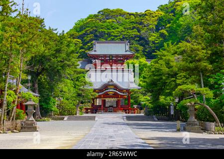 Tsurugaoka Hachimangu-Schrein in frischem Grün Stockfoto