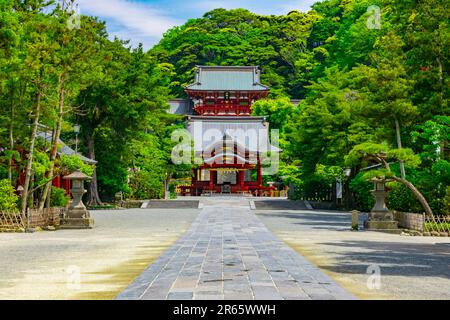 Tsurugaoka Hachimangu-Schrein in frischem Grün Stockfoto