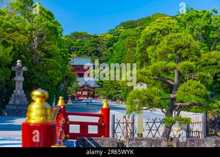 Tsurugaoka Hachimangu-Schrein in frischem Grün Stockfoto