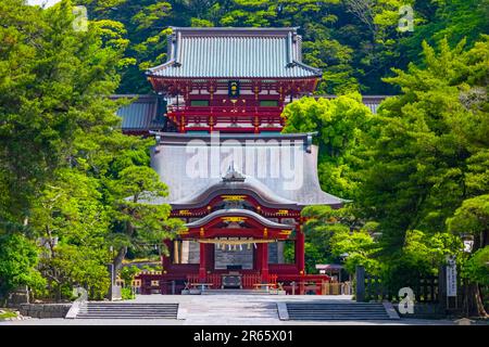 Tsurugaoka Hachimangu-Schrein in frischem Grün Stockfoto