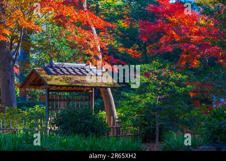 Herbstfarben in Rikugien Stockfoto