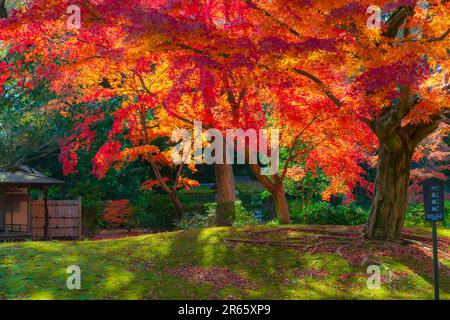 Herbstfarben in Rikugien Stockfoto