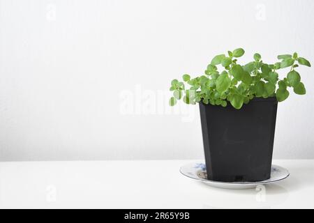 Oregano-Pflanze (Origanum vulgare), die in einem schwarzen Topf gezüchtet wird. Kraut isoliert auf weißem Hintergrund. Negativer Raum für Text, Querformat. Stockfoto