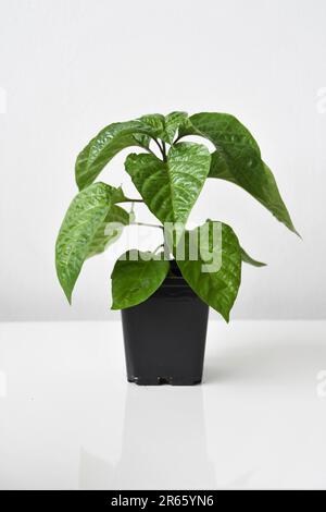 Schokolade Scotch Mütze Pfeffer Pflanze (Capsicum chinense), Chili im Haus angebaut. Grüne Blätter mit schwarzem Topf, isoliert auf weißem Hintergrund. Stockfoto