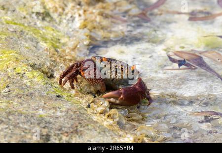 Die Rote Korallenkrebse ist ein stockiges, langsam fahrendes Krebstier, das in Korallenbecken entlang der unteren Gezeitengrenze lebt. Eine Kralle ist oft größer als die andere. Stockfoto