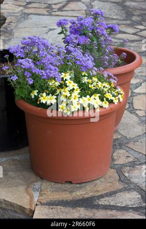 Auf einer Terrasse wachsen Blumen aus Topfpflanzen. Stockfoto