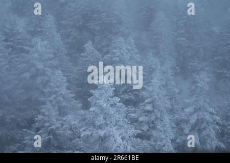 Frostbedeckte Bäume in Zao Stockfoto