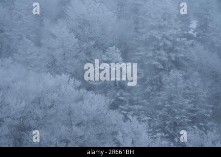 Frostbedeckte Bäume in Zao Stockfoto