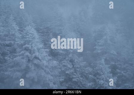 Frostbedeckte Bäume in Zao Stockfoto