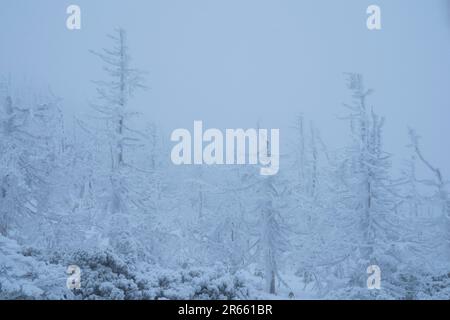 Frostbedeckte Bäume in Zao Stockfoto