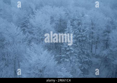 Frostbedeckte Bäume in Zao Stockfoto