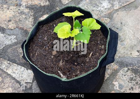 Junge Gemüse-Kürbispflanze Stockfoto