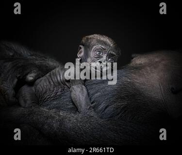 DIESE BEWEGENDEN Bilder eines kleinen Gorillas, der von seiner stolzen Mutter dem begeisterten Fotografen „gezeigt“ wird, beweisen, wie sehr diese Inkredi Menschen ähneln Stockfoto