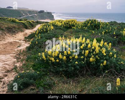 Ein Küstenweg zum Strand inmitten wilder gelber Blumen Stockfoto
