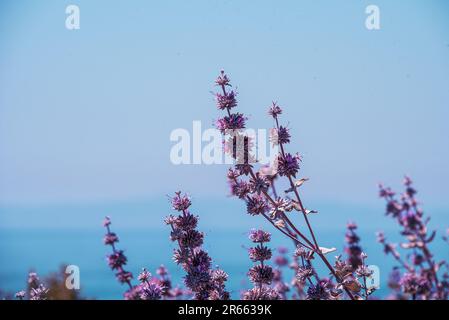 Wunderschöne lila Blumen an der kalifornischen Küste Stockfoto