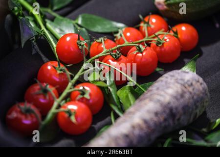 Tomaten auf Weinreben Stockfoto