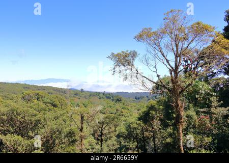 Blick auf den hoch gelegenen Wolkenwald in der Nähe des Cerro de La Muerte. Talamanca-Berge, Costa Rica Stockfoto