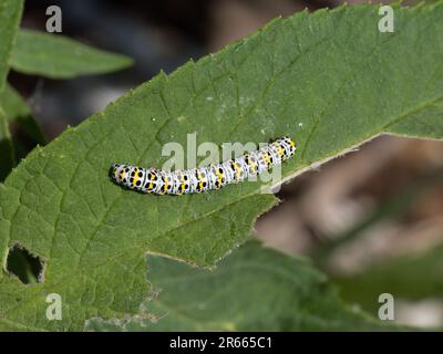 Mulleinmottenraupe auf Buddleiablätter. UK. Stockfoto