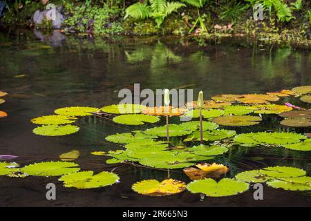 Eine Teleaufnahme von Lily Pads in einem Teich in Tahiti, Französisch-Polynesien Stockfoto