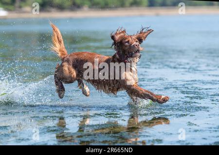 spanieler Hund, der im Meer rennt Stockfoto