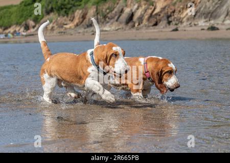Zwei Geißelhunde, die im Meer herumlaufen Stockfoto