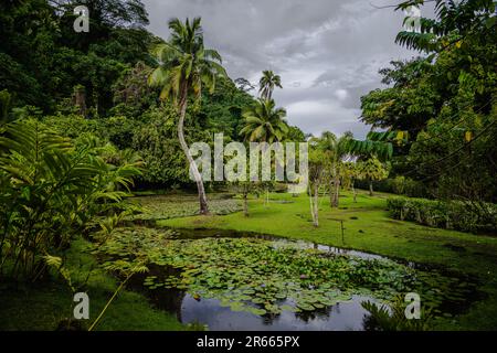 Ein Weitwinkelfoto eines üppigen grünen Gartens mit Lilienbude und Kokospalmen auf der Insel Tahiti in Französisch-Polynesien. Stockfoto