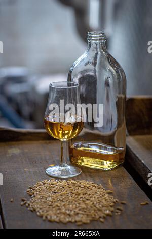 Verkostungsglas mit gereiftem Scotch Whisky auf einem alten dunklen Holztisch mit Gerstenkörnern aus nächster Nähe in der Arbikie-Destillerie in Schottland. Stockfoto