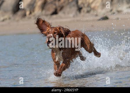 Sprocker Spaniel Hund rennt im Meer Stockfoto