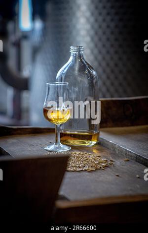 Verkostungsglas mit gereiftem Scotch Whisky auf einem alten dunklen Holztisch mit Gerstenkörnern aus nächster Nähe in der Arbikie-Destillerie in Schottland. Stockfoto