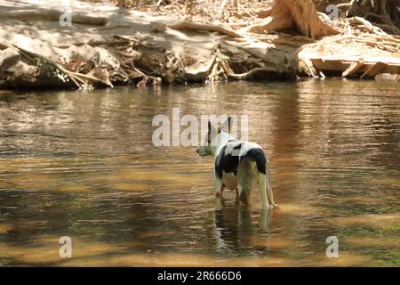 Der Hund badet in einem See Stockfoto