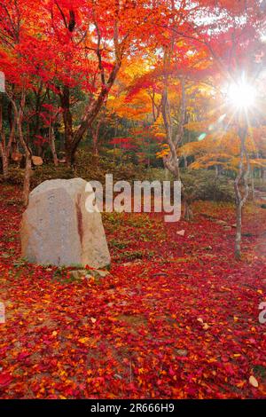 Herbstlaub im Zuihoji-Park Stockfoto